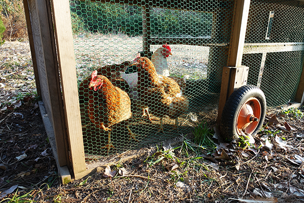 鶏は20羽ほど飼っており、解体ワークショップも実施する。