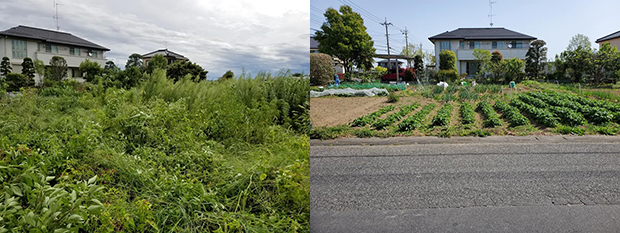 左が草刈り前（2019年11月ごろ）、右が現在（2021年5月）。まだベストの状態ではないものの、ジャガイモなどは良好に生育している。