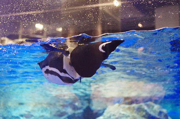 水族館で泳ぐ「もるペン！」。見た目もペンギンそっくりで、水族館で本物と並んで泳いでいても違和感なく存在していた。