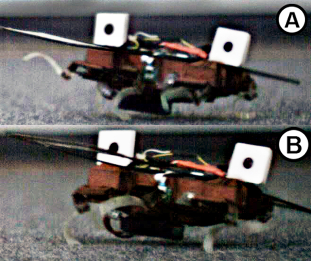 全力走行中のX2-VelociRoACHをハイスピードカメラで撮影した画像。