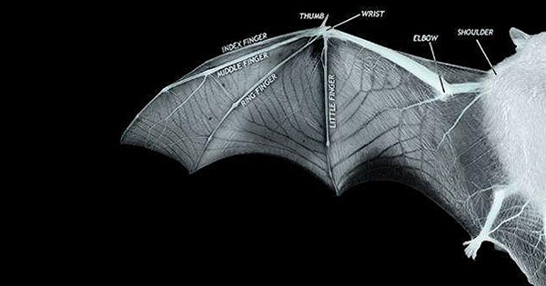 コウモリの羽ばたきを3dモデル化 高機動な航空機設計に向けた研究 Fabcross