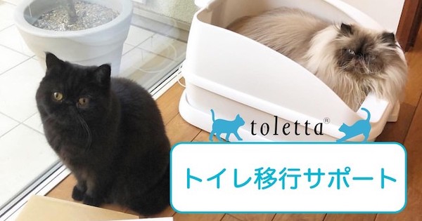 スマート猫トイレ トレッタ 新しいトイレを使わない猫への トイレ移行サポート を開始 Fabcross