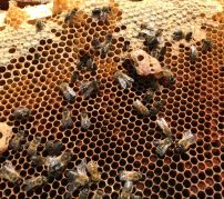 Raspberry Piでミツバチの活動をモニターする「Pye Bee」プロジェクト