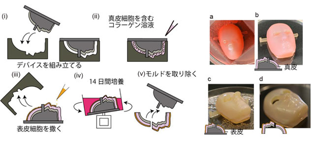 皮膚に被覆された顔型構造体の作成プロセスと写真