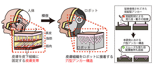 研究のコンセプト図。人体の皮膚支帯構造を模倣して、ロボットに培養皮膚をスムーズに接着するアンカリング手法を開発した