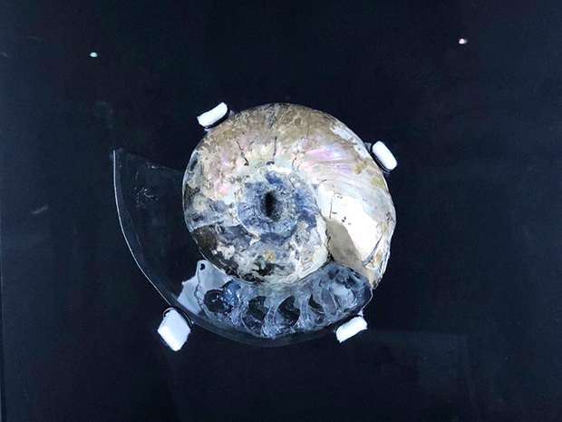 アンモナイトの化石に、3Dプリンターで殻の一部を想像し復元した作品。
